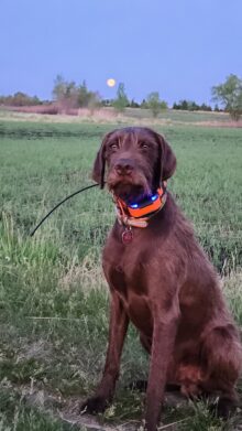 Keigley Branch Buck – Offered for Stud – UT 198 Prize II